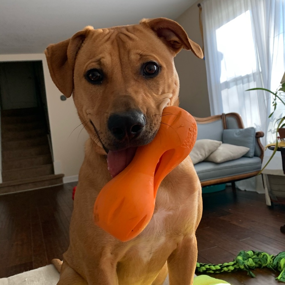 Meet your Posher, Caroline